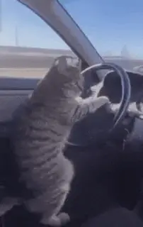 A cat calmly driving a car — the kids are running the show now